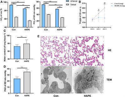 Preliminary screening of biomarkers in HAPE based on quasi-targeted metabolomics